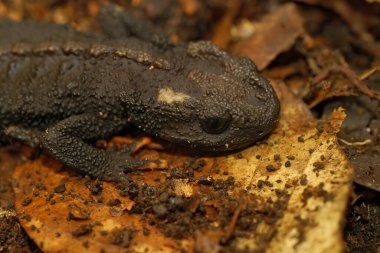 Nadir bulunan, nesli tükenmekte olan yetişkin bir kadın Wenxian Knobby Newt, Tylototriton wenxianensis