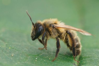 Nadir bulunan Trimmers maden arısının kahverengi dişisi, Andrena Trimmerana yeşil bir yaprağın üzerinde oturuyor.