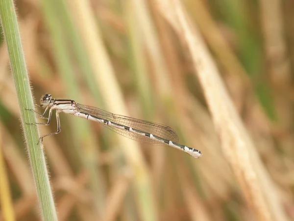 Detaillierte Nahaufnahme Einer Gemeinen Blauen Libelle Enallagma Cyathigerum Die Der — Stockfoto