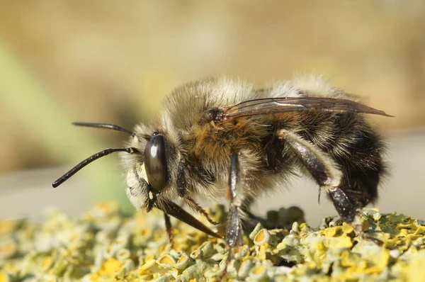 在一只毛茸茸的雄性毛茸茸的花蜂上的详细特写 花冠羽毛坐在木头上 — 图库照片