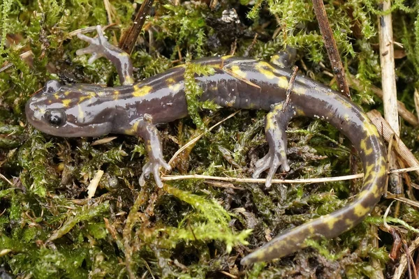 Closeup Threatened Persian Brook Mountain Salamander Paradactylodon Persicus Moss — Stock Photo, Image