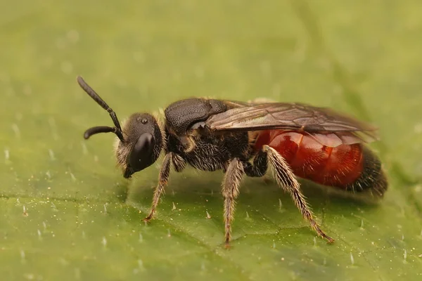 Detaillierte Nahaufnahme Einer Farbenfrohen Kleptoparasitischen Weißlippenblutbiene Sphecodes Albilabris — Stockfoto