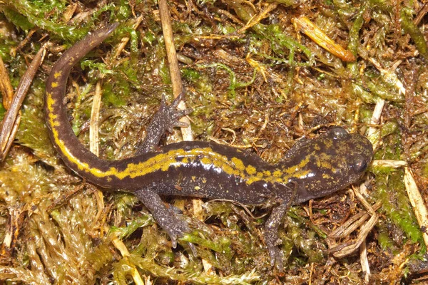 Dorsale Nahaufnahme Subadulten Pazifik Westküste Grüner Langzehensalamander Ambystoma Macrodactylum Auf — Stockfoto