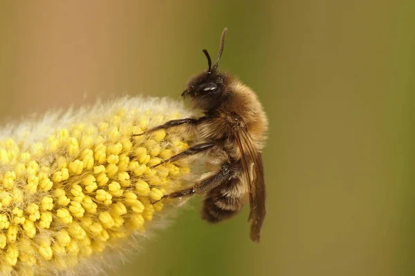 Zbliżenie Samicę Zagrożonej Nycthemeral Pszczoły Górniczej Andrena Nycthemera Siedzi Kozy — Zdjęcie stockowe