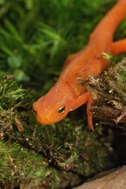 Kırmızı benekli semender Notophthalmus viridescens 'ın renkli kırmızı sahnesinde ayrıntılı dikey çekim.