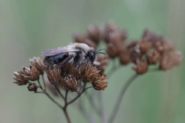 Detaillierte Nahaufnahme Einer Erwachsenen Bergbaubiene Mit Grauem Rücken Andrena Vaga — Stockfoto