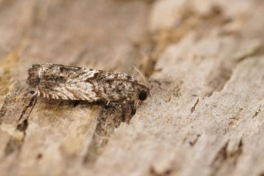 Büyük bir kayın delen güve, Cydia fagiglandana, ahşabın üzerinde oturuyor.