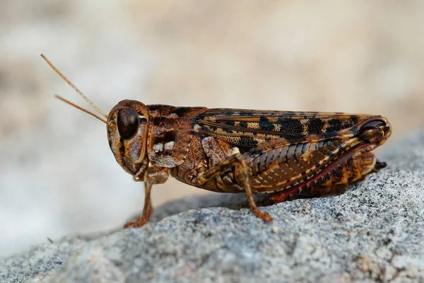 Nahaufnahme Einer Isolierten Mediterranen Heuschrecke Des Typs Calliptamus Sitzend Auf — Stockfoto