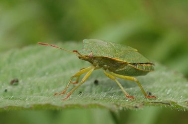 Yeşil bir yaprağın üzerinde oturan Palomena Prasina, yeşil kalkan böceğinin detaylı görüntüsü.