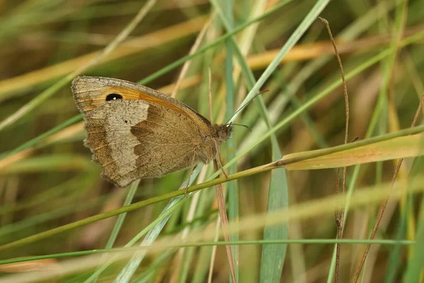 Close Borboleta Marrom Prado Maniola Jurtina Com Asas Fechadas Grama — Fotografia de Stock