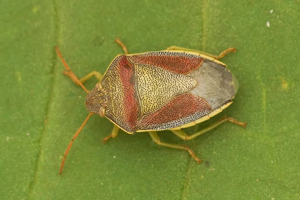 Renkli Bir Yetişkin Gorse Kalkan Böceğinin Detaylı Görüntüsü Bitkilerin Üzerinde — Stok fotoğraf