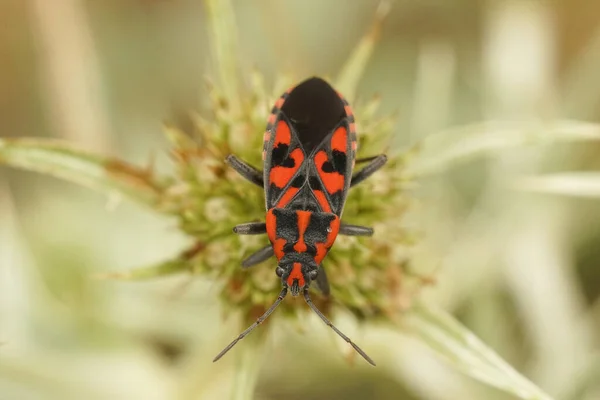 Closeup Detalhado Inseto Colorido Vermelho Preto Mediterrâneo Terra Spilostethus Saxatilis — Fotografia de Stock