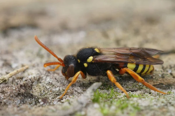 Розміщення Жіночого Виду Painten Nomada Bee Nomada Fucata Cleptoparsite Якому — стокове фото