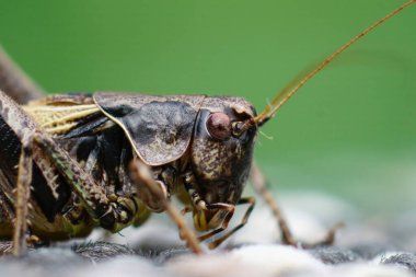 Karanlık çalılık-cırcırböceği Pholidoptera griseoaptera 'nın bahçedeki detaylı yüz görüntüsü.