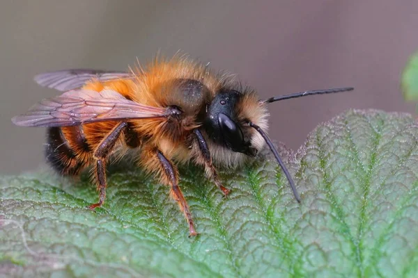 Bahçede yeşil bir yaprağın üzerinde oturan kırmızı erkek mason arı Osmia Rufa 'ya yaklaş.