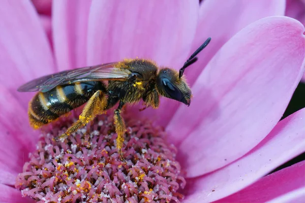 Close Uma Abelha Sulco Comum Fêmea Lasioglossum Calceatum Sentado Uma — Fotografia de Stock