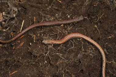 Normal ve anormal bir renge yaklaştıkça ince semender Batrachoseps Kaliforniya 'dan zayıflıyor.