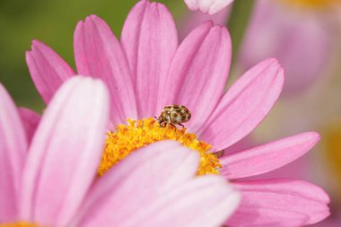 Pembe bir kozmos bipennatus çiçeğinin üzerindeki küçük bir mikro böceğe renkli bir yakın plan.