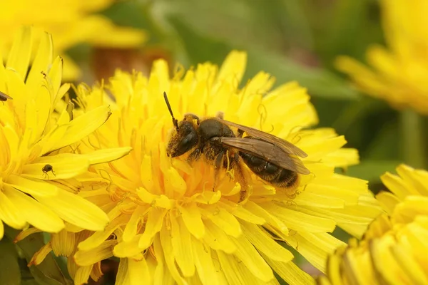 Přirozeně Zblízka Samici Vzácného Andreny Humilis Specializované Hornické Včely Žlutém — Stock fotografie