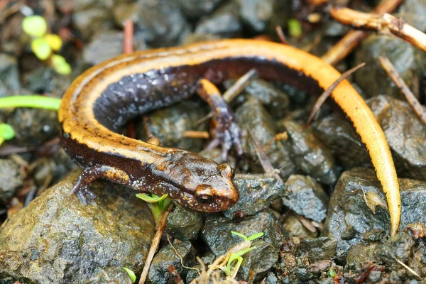 Природно Детальне Замикання Жовтої Форми Західного Саламандру Plethodon Automulum — стокове фото