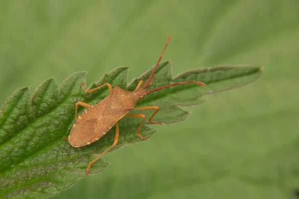 Kahverengi Bir Yetişkin Böceğinin Gonocerus Acuteangulatus Yeşil Bir Yaprağın Üzerinde — Stok fotoğraf