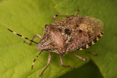 Yeşil bir yaprağın üzerinde oturan Rhaphigaster nebulosa adlı yetişkin bir kalkanböceğinin detaylı görüntüsü.