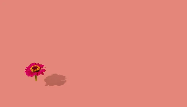 Червона Осінь Квітка Цинії Падаючою Тіні Рожевому Фоні Креативна Концепція — стокове фото