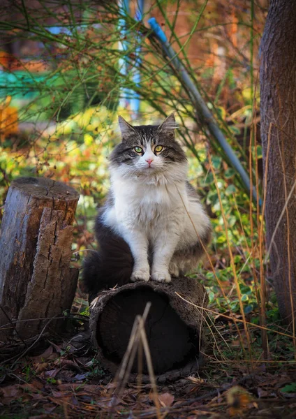 Stor Fluffig Katt Sittande Höstträdgården — Stockfoto