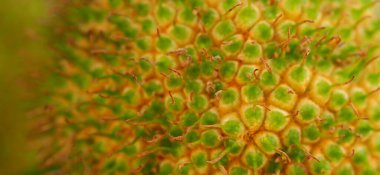 Doku Sycamore Konisi Makrofoto Geniş Sancak