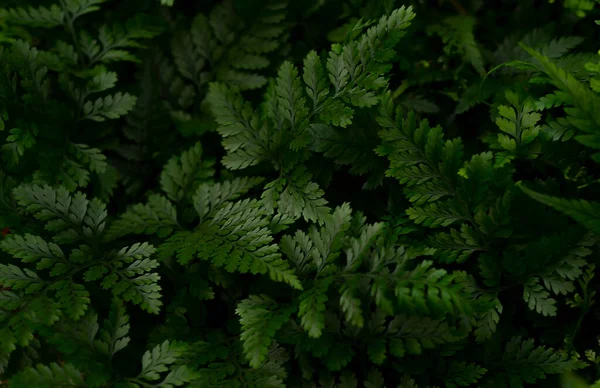 Grama Verde Sombra Textura Natural Macrofoto — Fotografia de Stock
