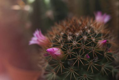 Dikenli kaktüs yakın plan, yatay görüntü soyut arka plan pastel renkler, yumuşak odak alan derinliği