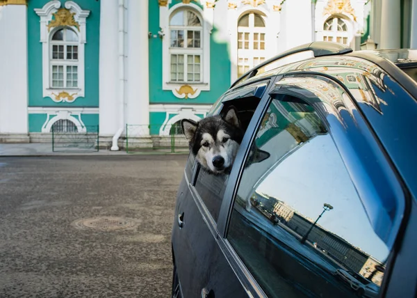 Hund Resenär Palace Square Nära Winter Palace Hermitage Reflektion Bilfönstret — Stockfoto