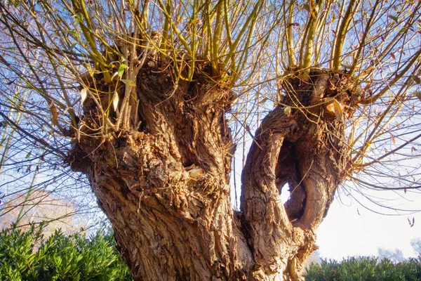 典型的老柳树 树干粗糙 树皮粗糙 枝条粗糙 — 图库照片