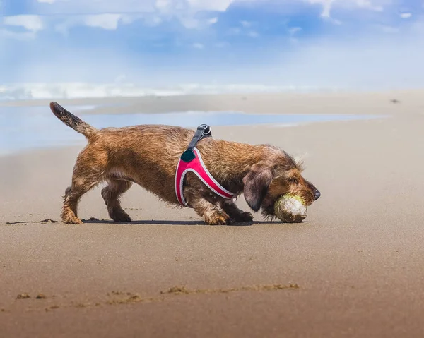 Игривая Маленькая Собачка Играющая Мокрым Мячом Пляже Крупным Планом — стоковое фото
