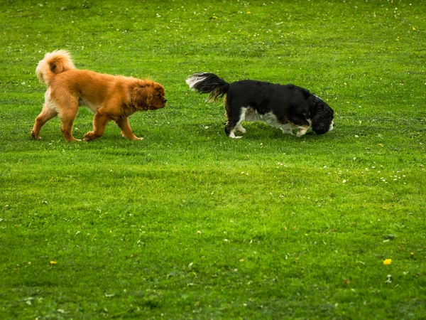 緑の草の背景に茶色と黒の2つのコッカー スパニエル — ストック写真