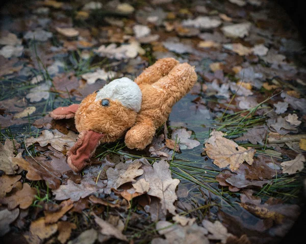 Wet Unhappy Soft Toy Dog Lies Water Brown Leaves — Stock Photo, Image