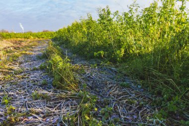 Toprakta buz var, aşağıdan görünüyor..