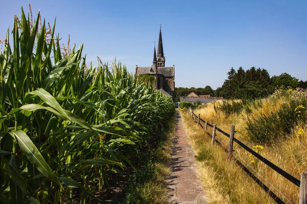 Perspektywa Drogi Wiedzie Kościoła Katolickiego Kukurydza Rośnie Lewej Stronie — Zdjęcie stockowe