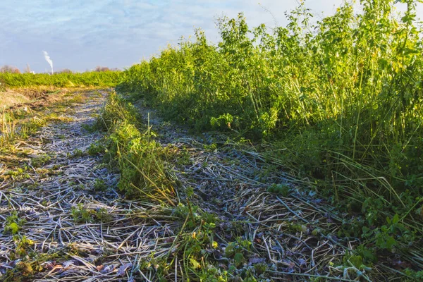 Toprakta buz var, aşağıdan görünüyor..