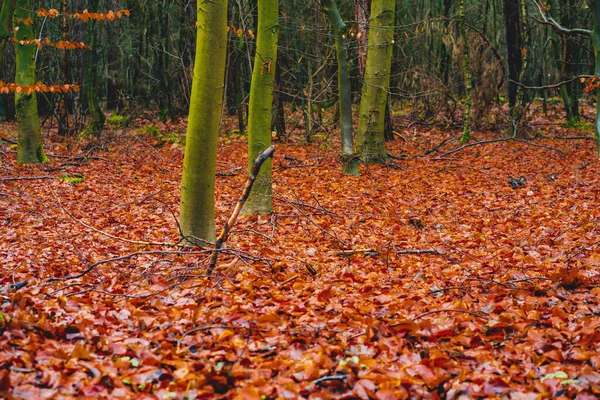 Fragment Pattern Branches Leaves Tree Trunks — Stock Photo, Image