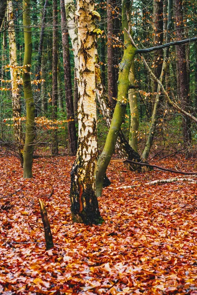 Autumn Forest Beautiful Birch — Stock Photo, Image