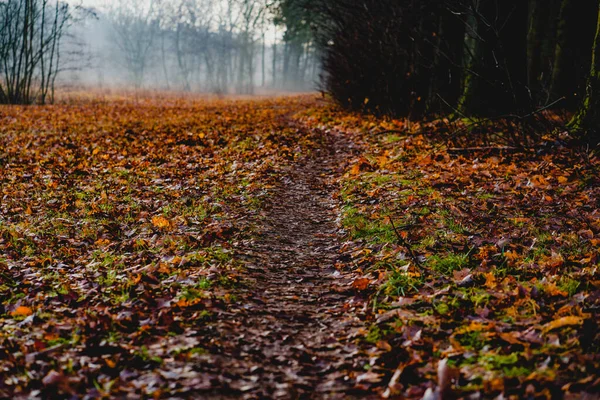 Morning Autumn Forest Trees Foliage Background Yellow Carpet Autumn Leaf — Stock Photo, Image