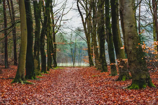 Morning Autumn Forest Trees Foliage Background Orange Carpet Autumn Leaf — Stockfoto