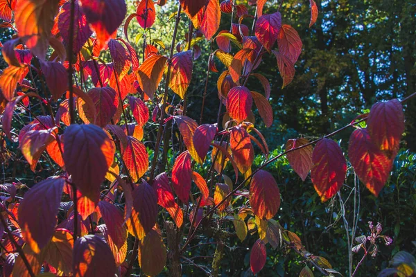 Hermosas Plantas Otoño Con Luz Solar Cálidos Colores Brillantes Hojas —  Fotos de Stock