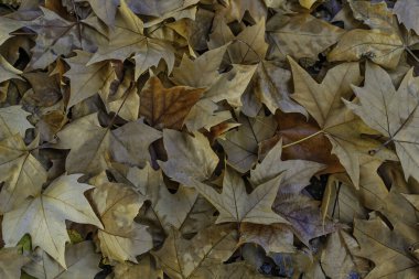 Yapraklardan Güzel Sonbahar Arkaplanı