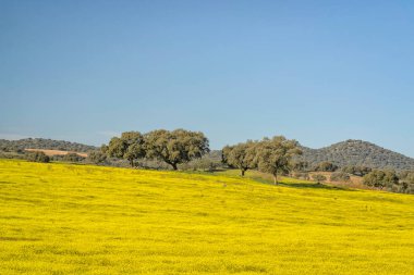 Sarı tarlanın yamacındaki mantar ağaçları