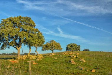 Pasture with cork trees. Summer day