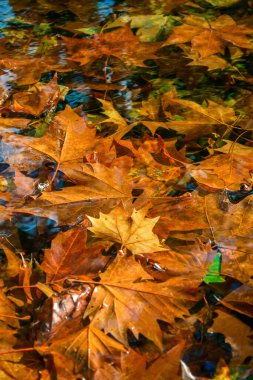 Beautiful background of fallen autumn leaves. Autumn view