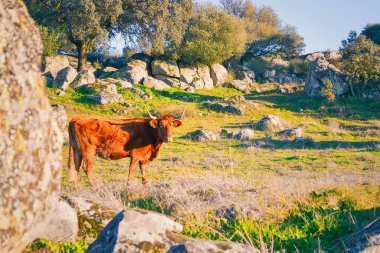 Cow grazing on a rocky pasture. Rural landscape