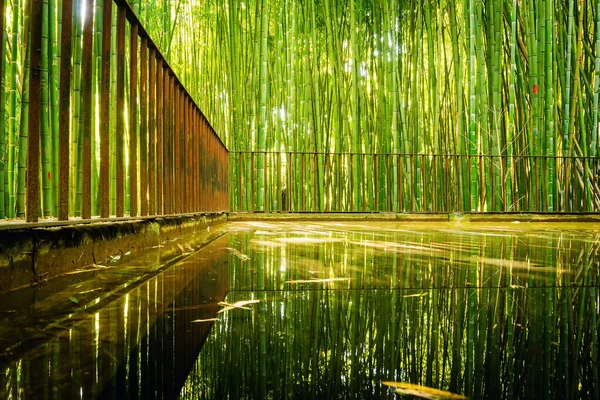 Dense thickets of bamboo tree in the natural park. Reflection of bamboo trees in a pond